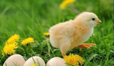 1969年出生的属鸡人2025年运势如何