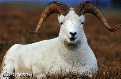 2025年属羊人怎样增加财运及运气