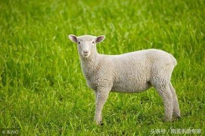 2025年属羊的健康运有什么变化 怎么提高健康运