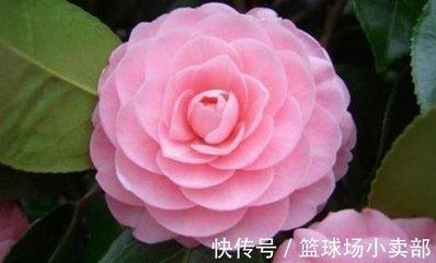 2025年属羊的命运 2025年属羊人运势好吗
