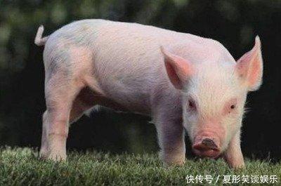1971年属猪人的命运 71年的属猪人命好吗
