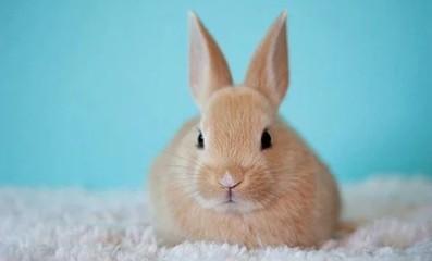 2025年6月生肖兔的整体运势详情