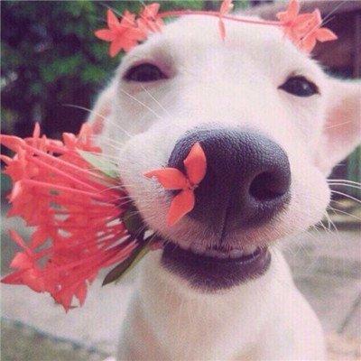 享受一个人生活 喜欢独处的生肖性格
