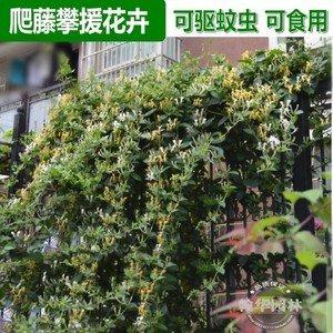做梦梦见攀缘植物 攀援植物是什么意思
