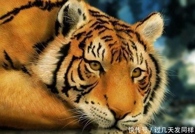 2025年属虎的事业运有什么变化 怎么提高事业运