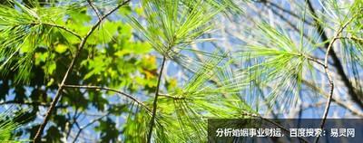 前怕狼后怕虎做事优柔寡断的三大生肖有谁