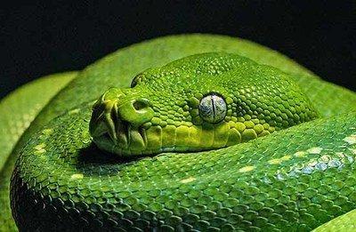 2025年属蛇的几岁 属蛇人2025年多大年纪