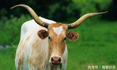 1973年属什么的最佳配 73年属牛人与谁更配