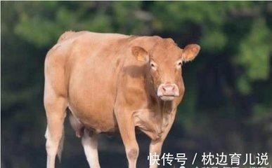 1973年属牛的人是什么命 在2025年运势如何