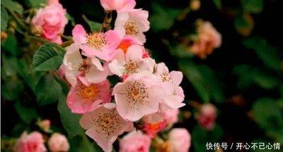 人见人爱打一生肖 招人喜欢的生肖是什么