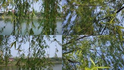 做梦梦见柳树 杨柳 垂柳是什么意思