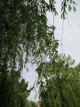 做梦梦见柳树 杨柳 垂柳是什么意思
