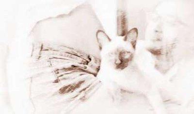 人际关系出现变化：解读孕妇梦到猫和狗