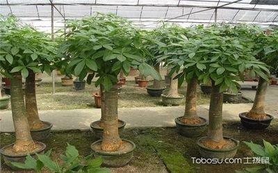 办公室内不同物品的摆放 需要注意的风水讲究不同
