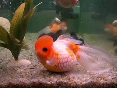 办公室内养鱼时需要注意什么看鱼的风水象征