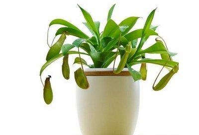 办公室内摆放风水植物都有哪些注意事项