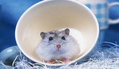 1972年属鼠2025年运势及运程 1972年属鼠2025年运势及运程