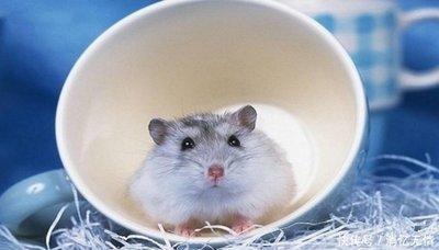 1972年属鼠2025年运势及运程 1972年属鼠2025年运势及运程