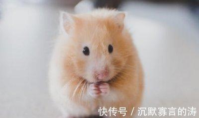 1972年属鼠人适合与哪些生肖结婚