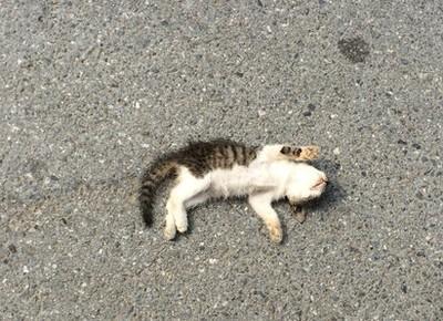 做梦梦见梦见有人被车压死是什么意思