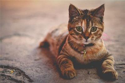 什么动物进家寓意好 猫进家门会破财吗