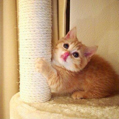什么动物进家寓意好 猫进家门会破财吗