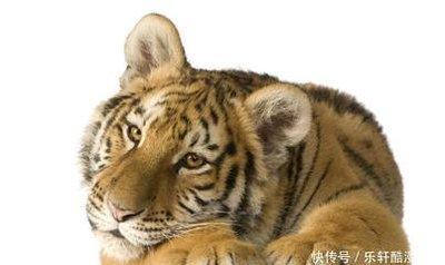 什么十二生肖动物谨慎 做事仔细谨慎的生肖