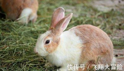 什么属相和属兔的相配 这几个生肖跟属兔人配