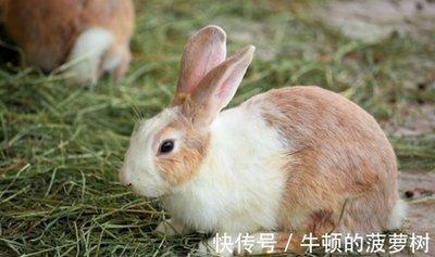 什么属相和属兔的相配 这几个生肖跟属兔人配