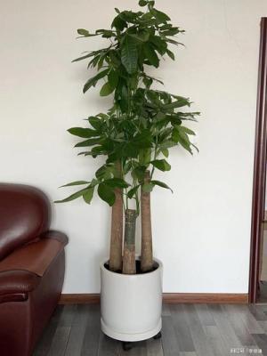 办公室摆放绿色植物太多会有哪些影响