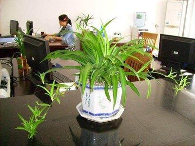 办公室摆放过多植物的风水后果都有那些