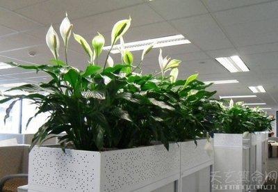 办公室最旺风水植物 选择哪些植物摆放在办公室好