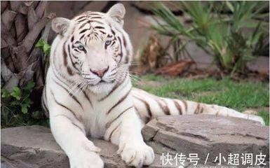 1981年10月13日上午9-11点出生性格、运势和命运