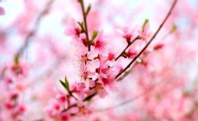 2026年12月份哪些生肖桃花运旺盛