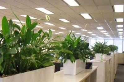办公室植物摆放在不同位置 风水影响不同