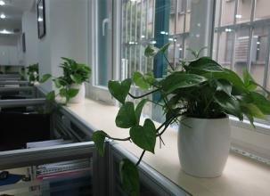 办公室植物有何风水作用办公室植物的风水要点