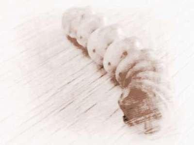 做梦梦见手上有虫子意味着是什么意思