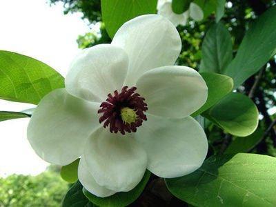 木兰花的花语是什么 木兰花的寓意