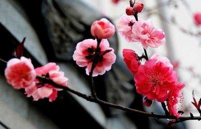 梅花的花语是什么 梅花的象征意义