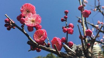 梅花的花语是什么 梅花的象征意义