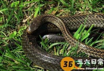 梦中被蛇咬是好是坏需看梦境变化！