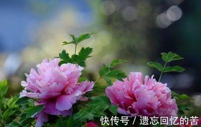 最会拍马屁的生肖 人前一套人后一套
