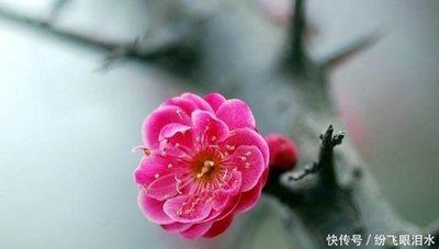 旺夫运好到爆的生肖女 什么生肖女最旺夫