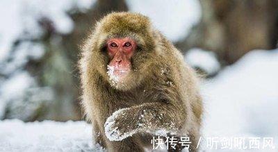 有主见的生肖是什么 做事非常果断