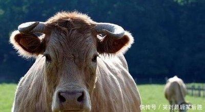 最痴情生肖男 对感情认真专一的生肖