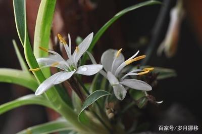 栽培金边吊兰都有哪些事项需要注意