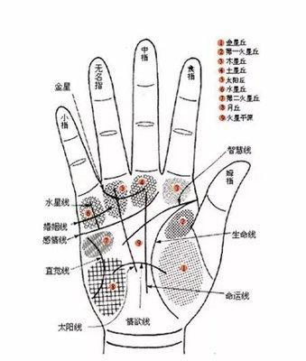 智慧线从中间分为2条是什么意思
