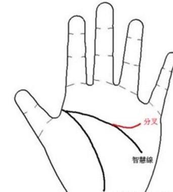 智慧线分叉代表什么 智慧线分叉会有影响吗