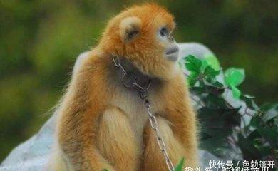 最聪明能做大事的生肖 看看有没有你