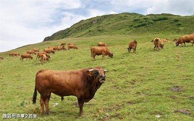 最胆小的生肖女 什么生肖女胆子很小